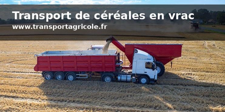 Transport de céréales en vrac avec benne agricole dans un champ